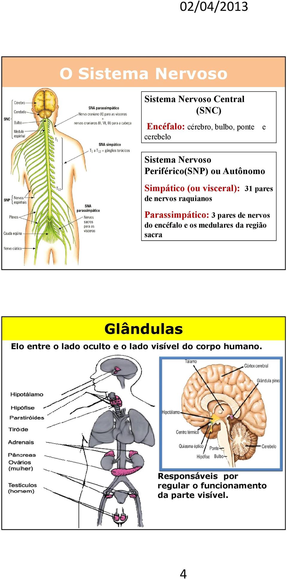 Parassimpático: 3 pares de nervos do encéfalo e os medulares da região sacra Glândulas Elo entre o