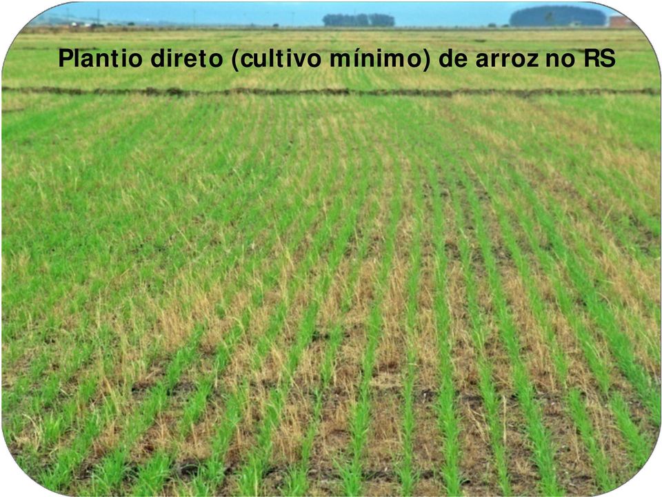 (cultivo