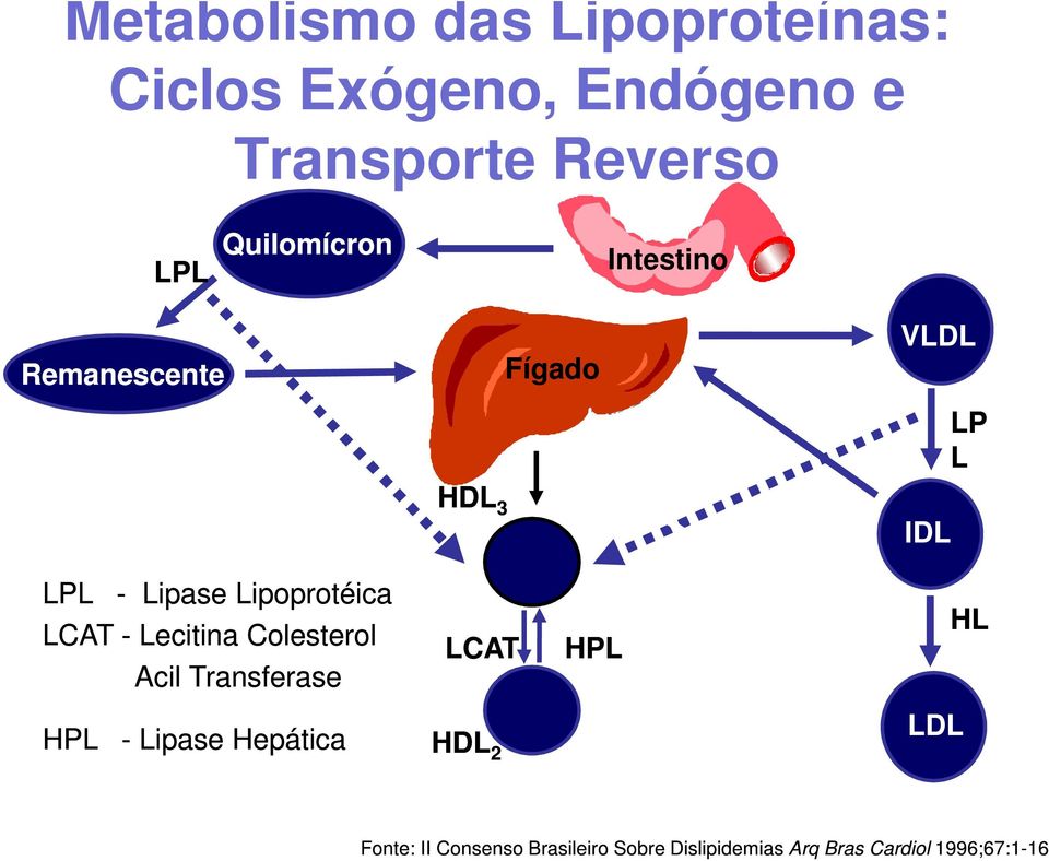 Lipoprotéica LCAT - Lecitina Colesterol Acil Transferase LCAT HPL HL HPL - Lipase
