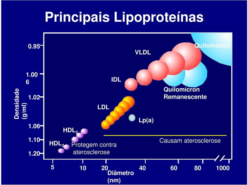 06 HDL 2 LDL IDL Lp(a) Quilomícron Remanescente 1.10 1.