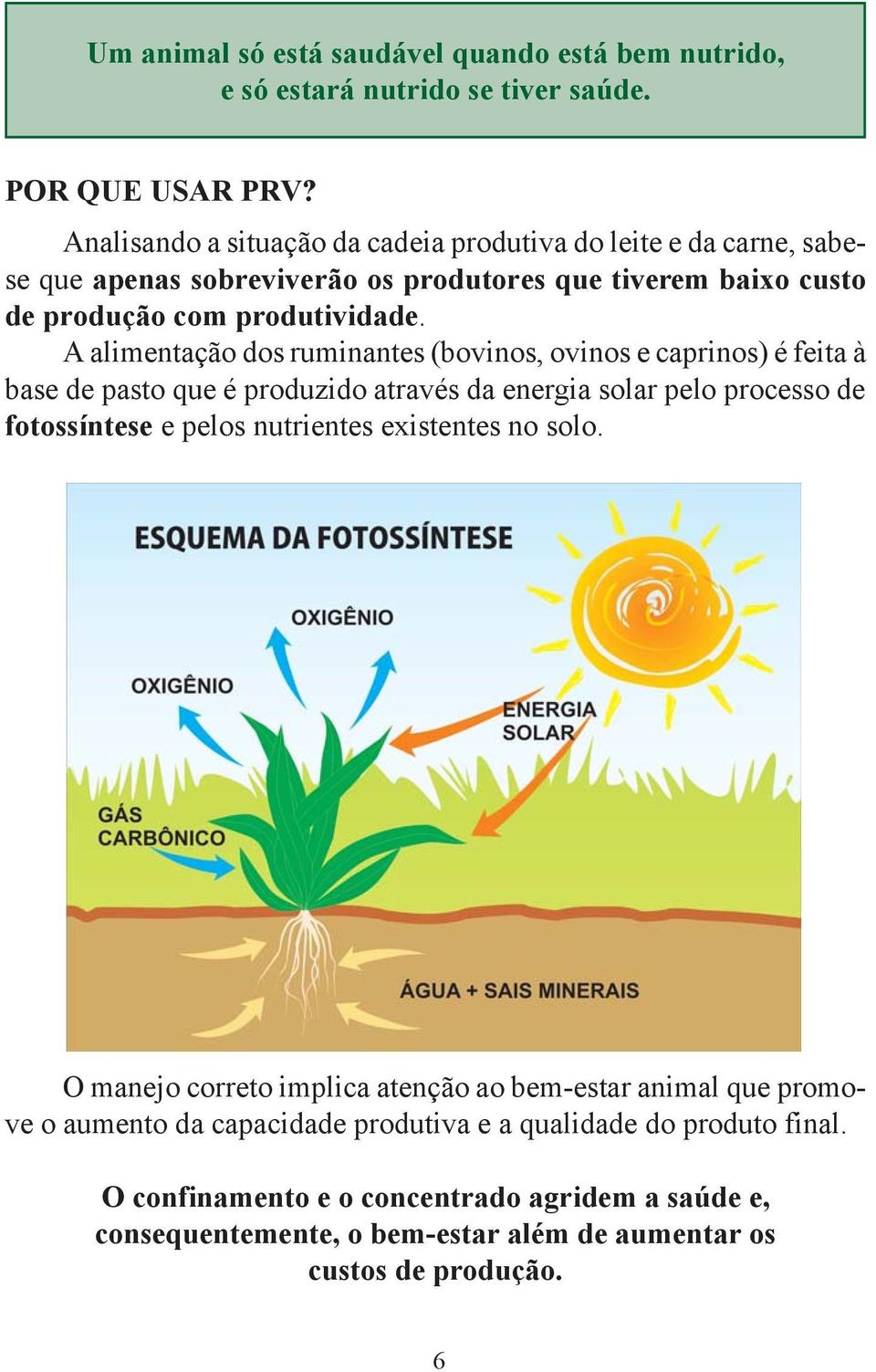 A alimentação dos ruminantes (bovinos, ovinos e caprinos) é feita à base de pasto que é produzido através da energia solar pelo processo de fotossíntese e pelos nutrientes