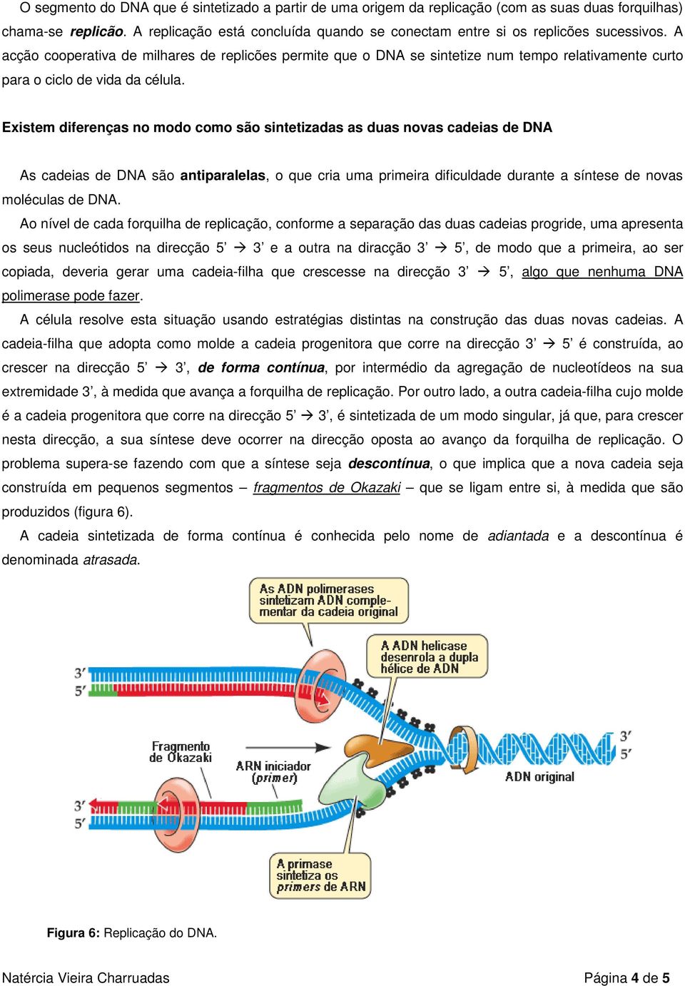 A acção cooperativa de milhares de replicões permite que o DNA se sintetize num tempo relativamente curto para o ciclo de vida da célula.