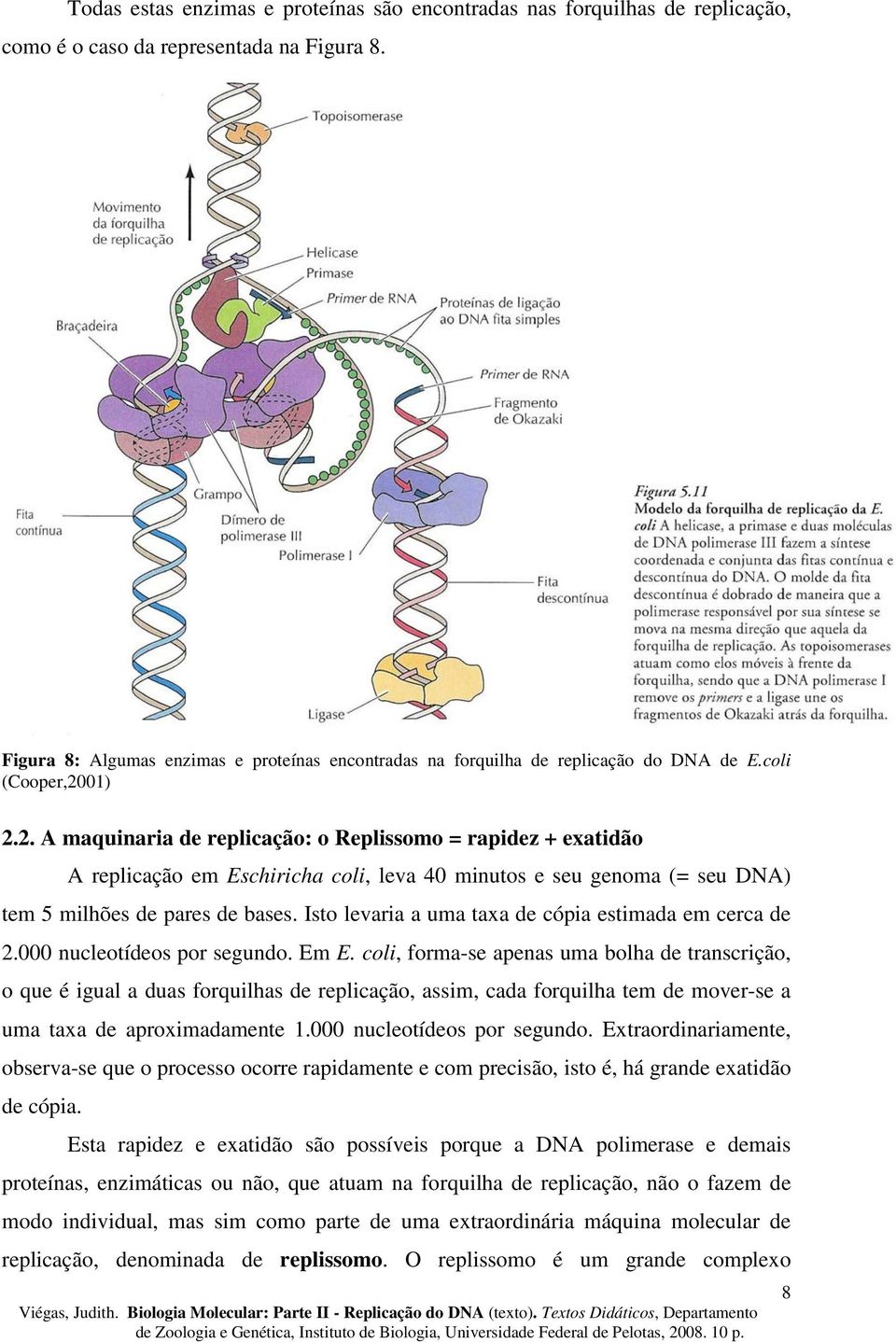 01) 2.2. A maquinaria de replicação: o Replissomo = rapidez + exatidão A replicação em Eschiricha coli, leva 40 minutos e seu genoma (= seu DNA) tem 5 milhões de pares de bases.