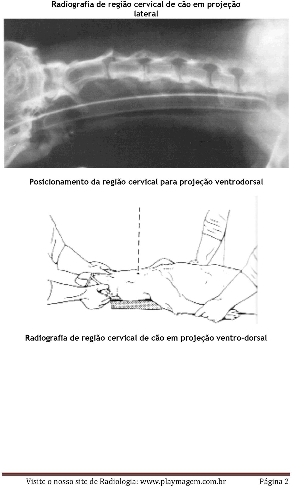 Radiografia de região cervical de cão em projeção