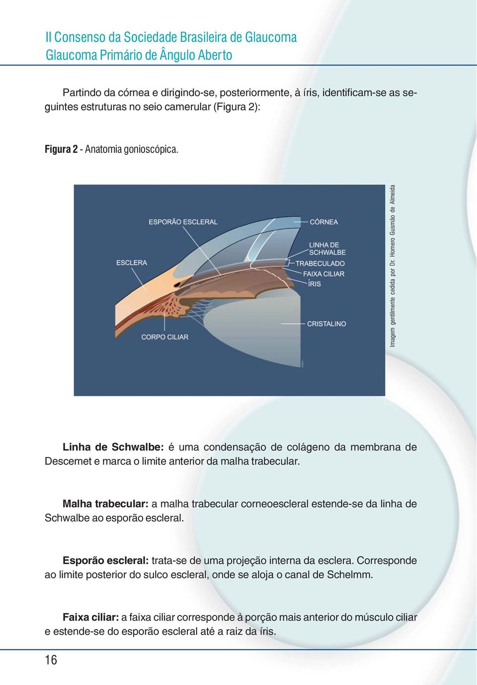 Homero Gusmão de Almeida Linha de Schwalbe: é uma condensação de colágeno da membrana de Descemet e marca o limite anterior da malha trabecular.