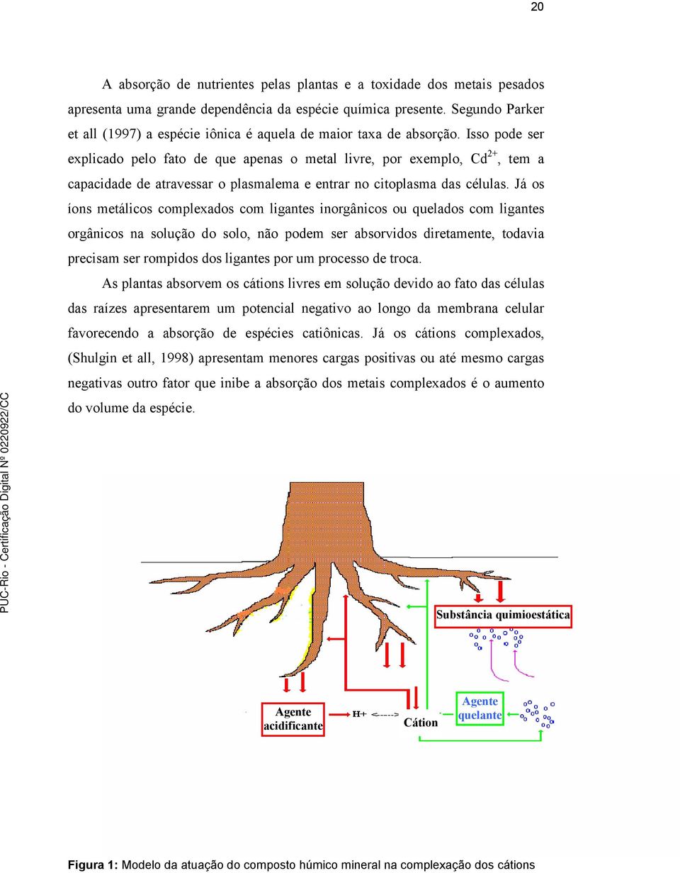 Isso pode ser explicado pelo fato de que apenas o metal livre, por exemplo, Cd 2+, tem a capacidade de atravessar o plasmalema e entrar no citoplasma das células.