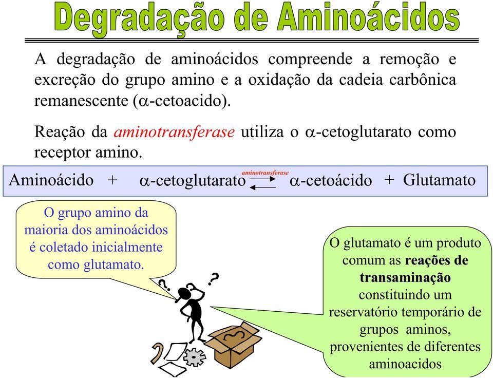 aminotransferase Aminoácido + -cetoglutarato -cetoácido + Glutamato O grupo amino da maioria dos aminoácidos é coletado