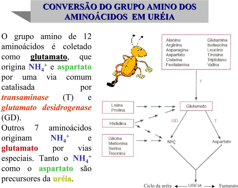 (T) e glutamato desidrogenase (GD).