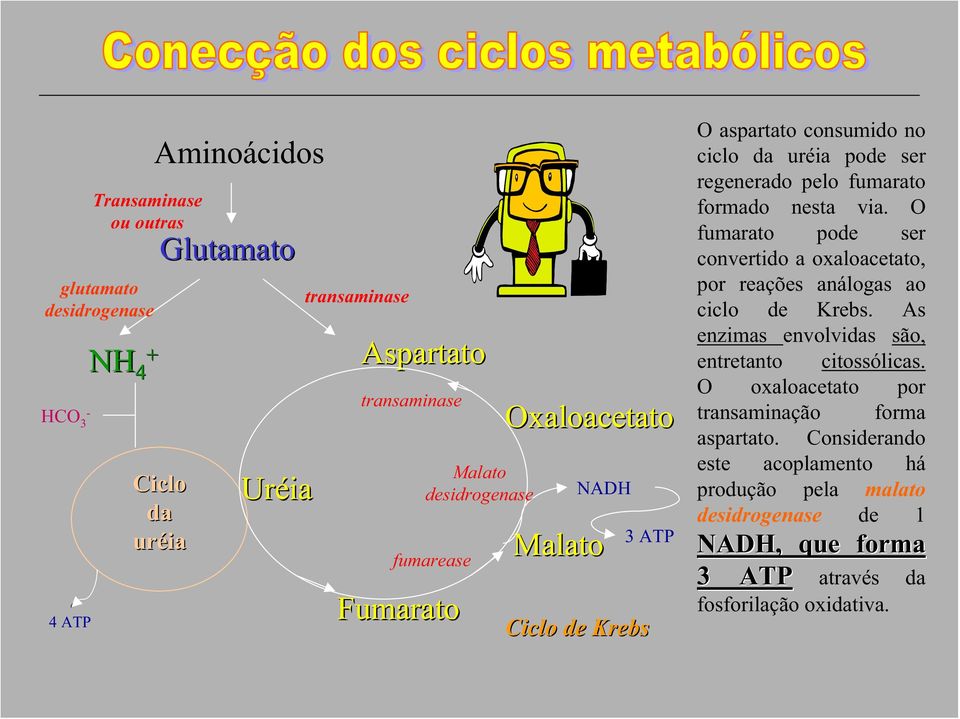 via. O fumarato pode ser convertido a oxaloacetato, por reações análogas ao ciclo de Krebs. As enzimas envolvidas são, entretanto citossólicas.