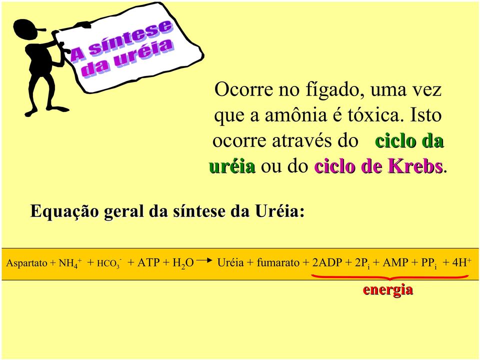 Isto ocorre através do ciclo da uréia ou do ciclo de Krebs.