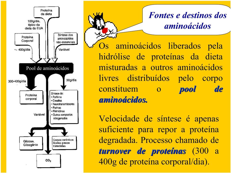 corpo constituem o pool de aminoácidos.