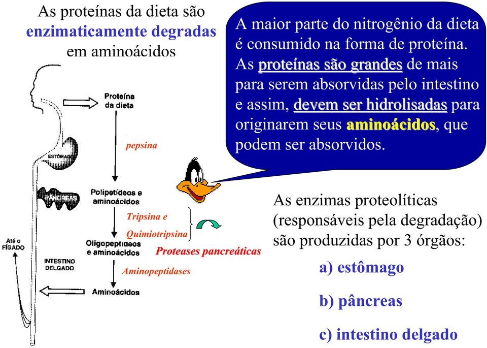 As proteínas são grandes de mais para serem absorvidas pelo intestino e assim, devem ser hidrolisadas para originarem seus