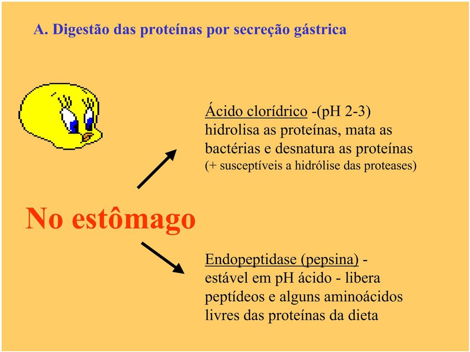 susceptíveis a hidrólise das proteases) No estômago Endopeptidase (pepsina) -