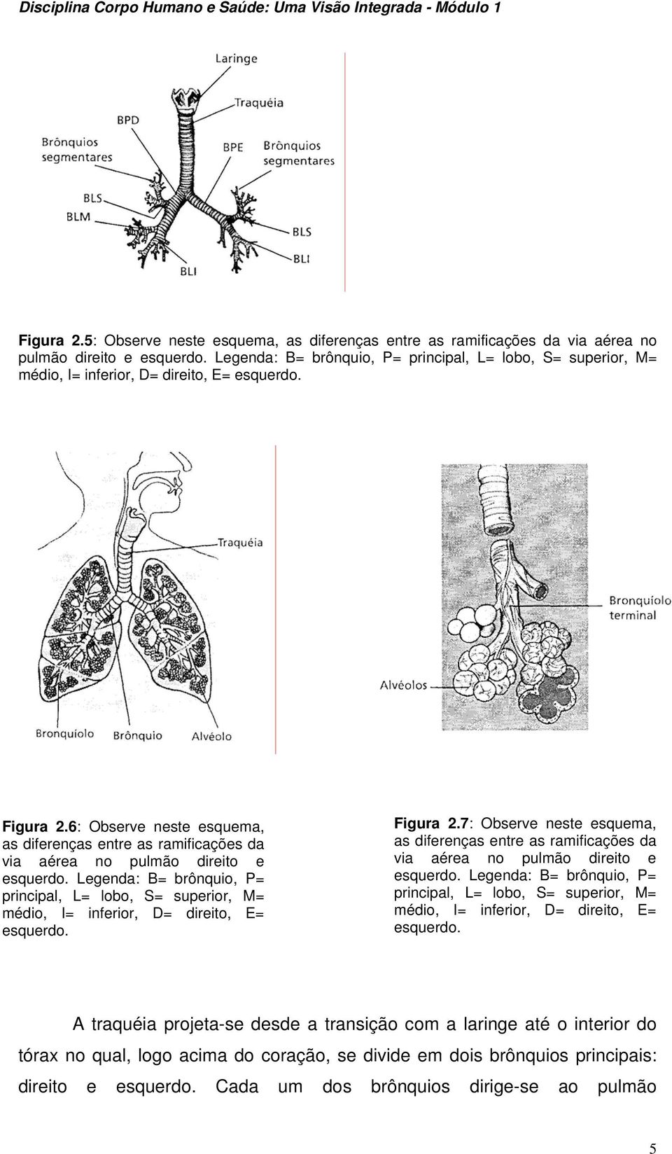 6: Observe neste esquema, as diferenças entre as ramificações da via aérea no pulmão direito e esquerdo.