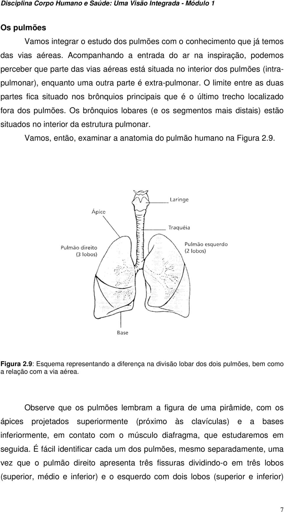 O limite entre as duas partes fica situado nos brônquios principais que é o último trecho localizado fora dos pulmões.
