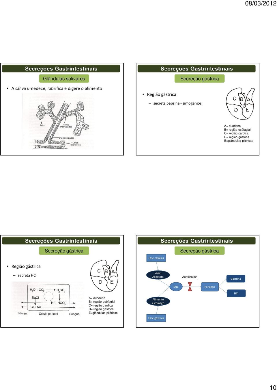 Fase cefálica Secreção gástrica Região gástrica secreta HCl Visão Alimento Acetilcolina Gastrina SNE Parietais A=