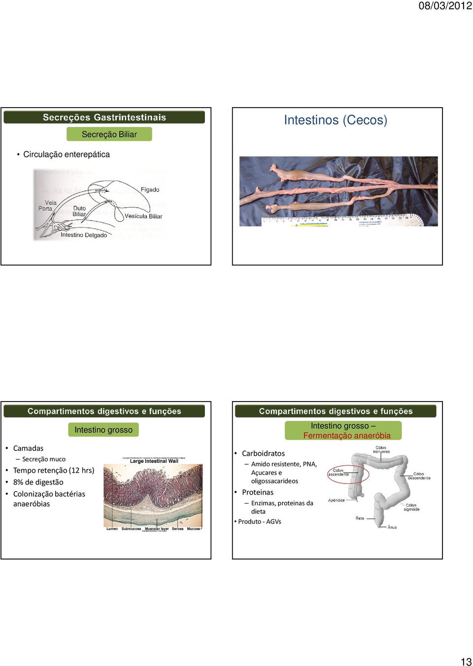 grosso Carboidratos Amidoresistente, PNA, Açucarese oligossacarideos Proteinas