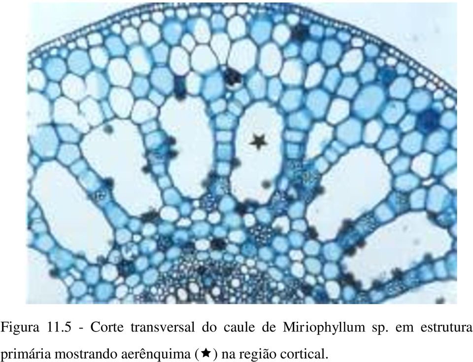 de Miriophyllum sp.