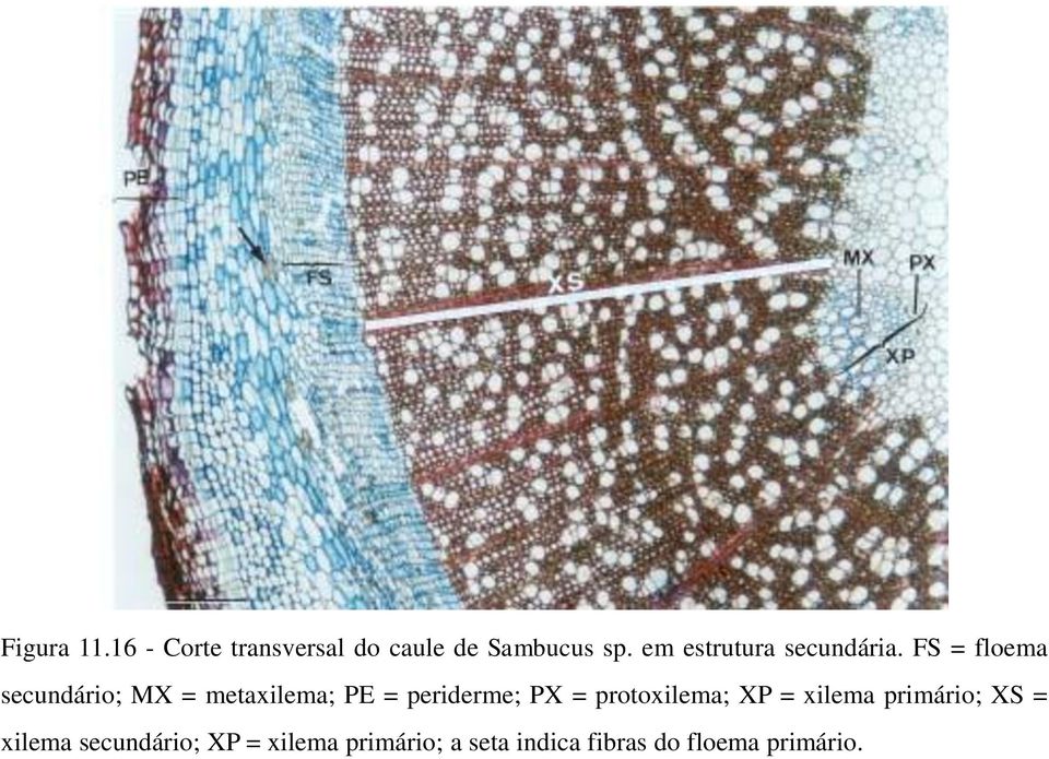 FS = floema secundário; MX = metaxilema; PE = periderme; PX =