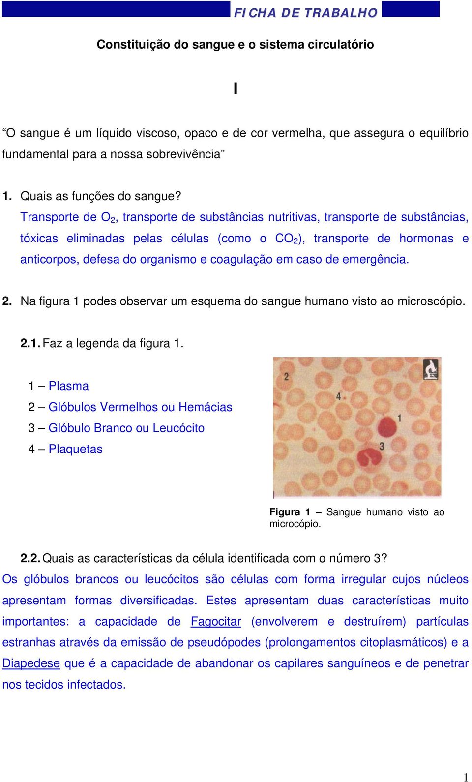 Transporte de O 2, transporte de substâncias nutritivas, transporte de substâncias, tóxicas eliminadas pelas células (como o CO 2 ), transporte de hormonas e anticorpos, defesa do organismo e