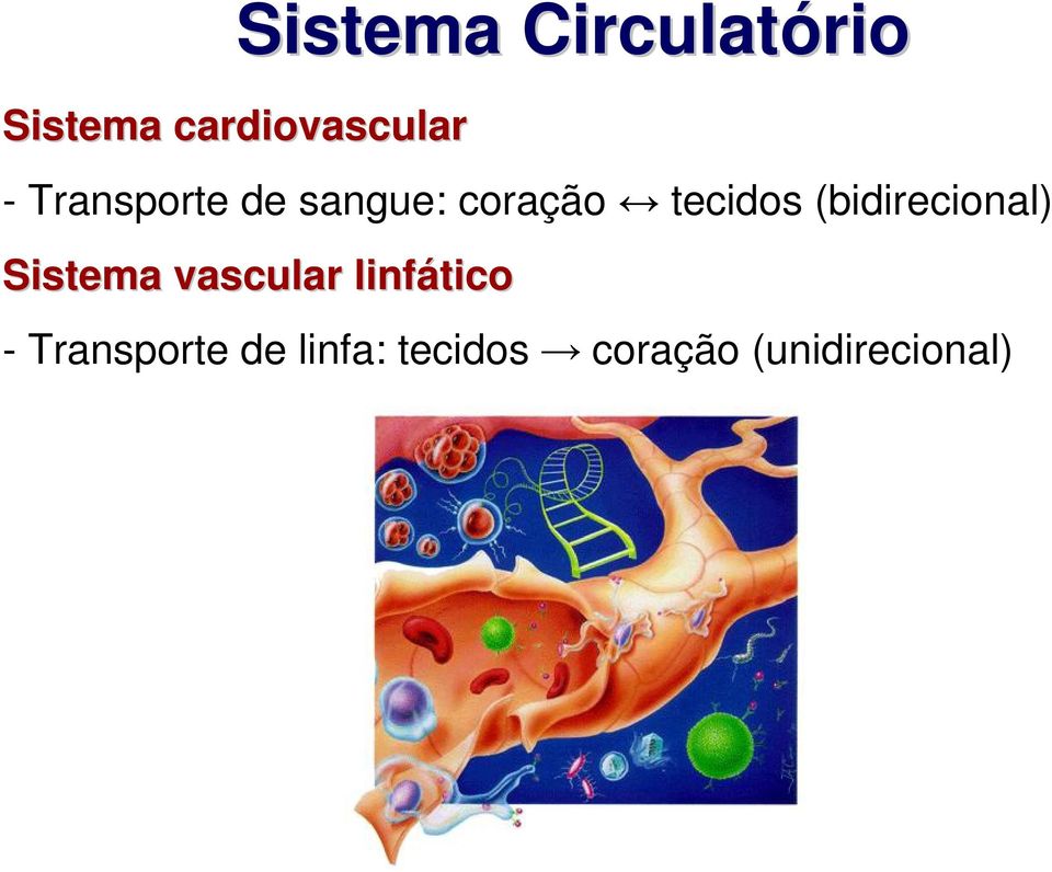 coração tecidos (bidirecional) Sistema