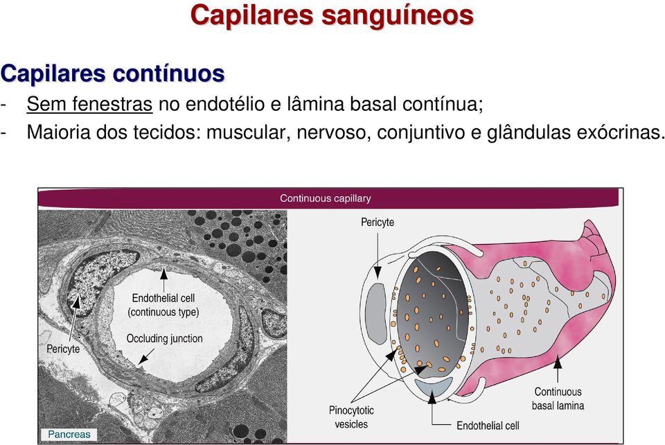 e lâmina basal contínua; - Maioria dos