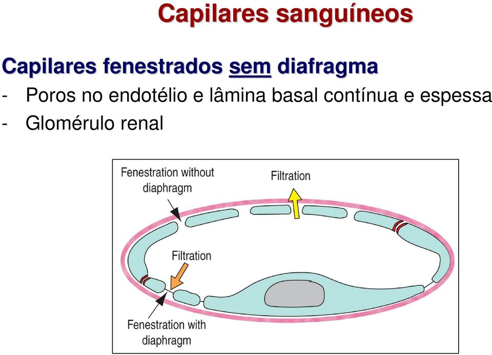 diafragma - Poros no endotélio e