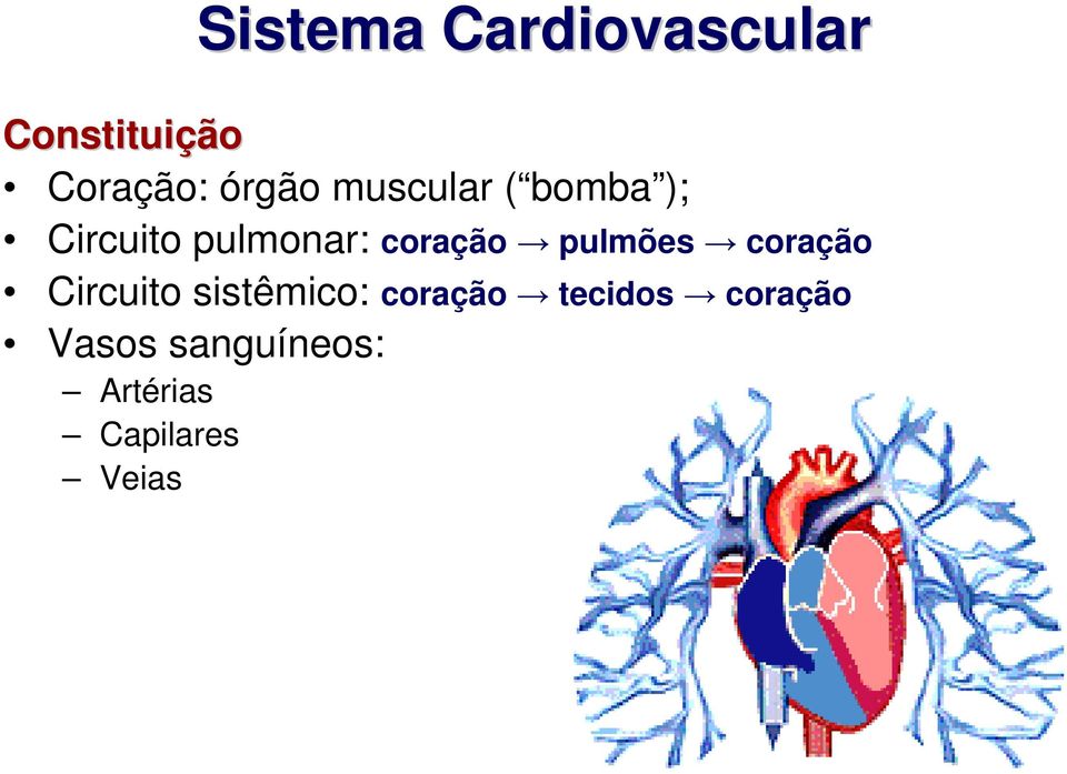 coração pulmões coração Circuito sistêmico: