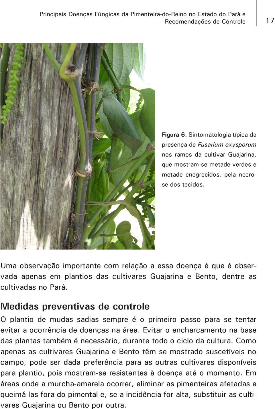 Uma observação importante com relação a essa doença é que é observada apenas em plantios das cultivares Guajarina e Bento, dentre as cultivadas no Pará.