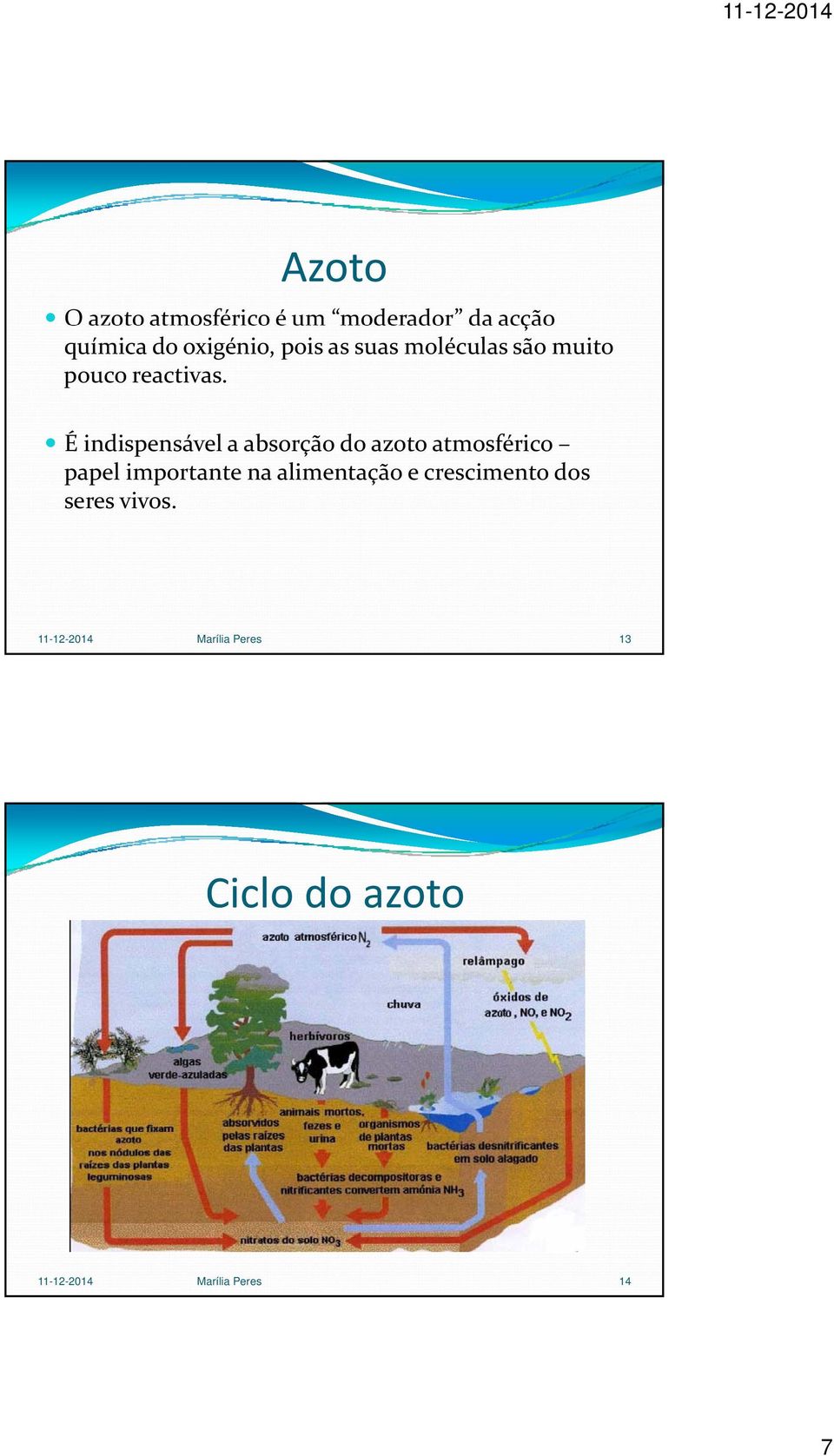 É indispensável a absorção do azoto atmosférico papel importante na