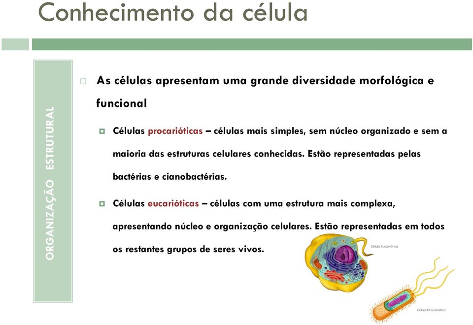 conhecidas. Estão representadas pelas bactérias e cianobactérias.