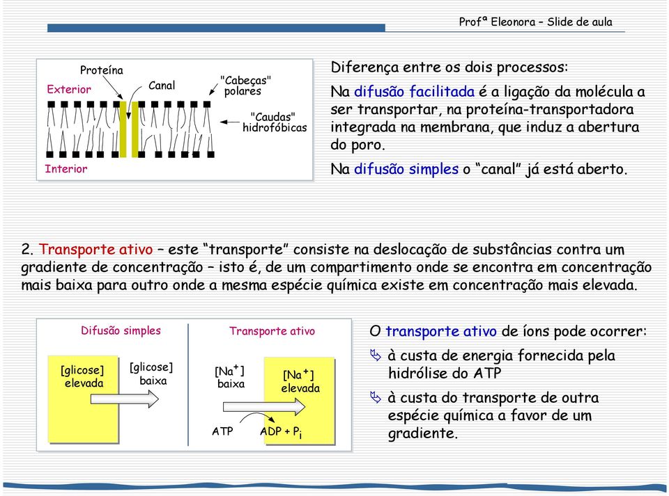 Transporte ativo este transporte consiste na deslocação de substâncias contra um gradiente de concentração isto é, de um compartimento onde se encontra em concentração mais baixa para outro onde a