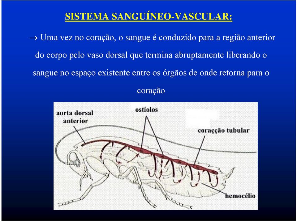 dorsal que termina abruptamente liberando o sangue no