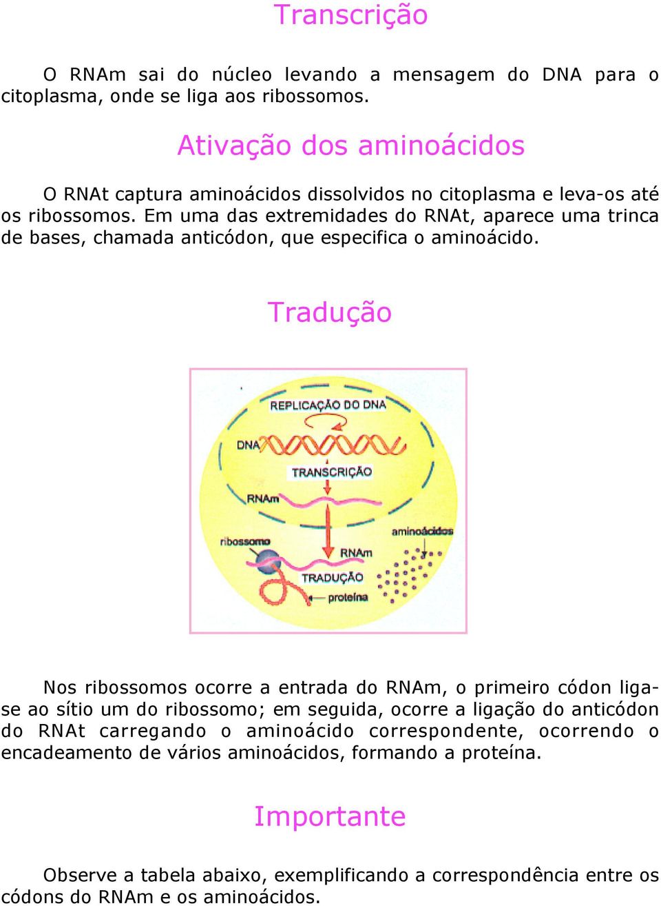 Em uma das extremidades do RNAt, aparece uma trinca de bases, chamada anticódon, que especifica o aminoácido.