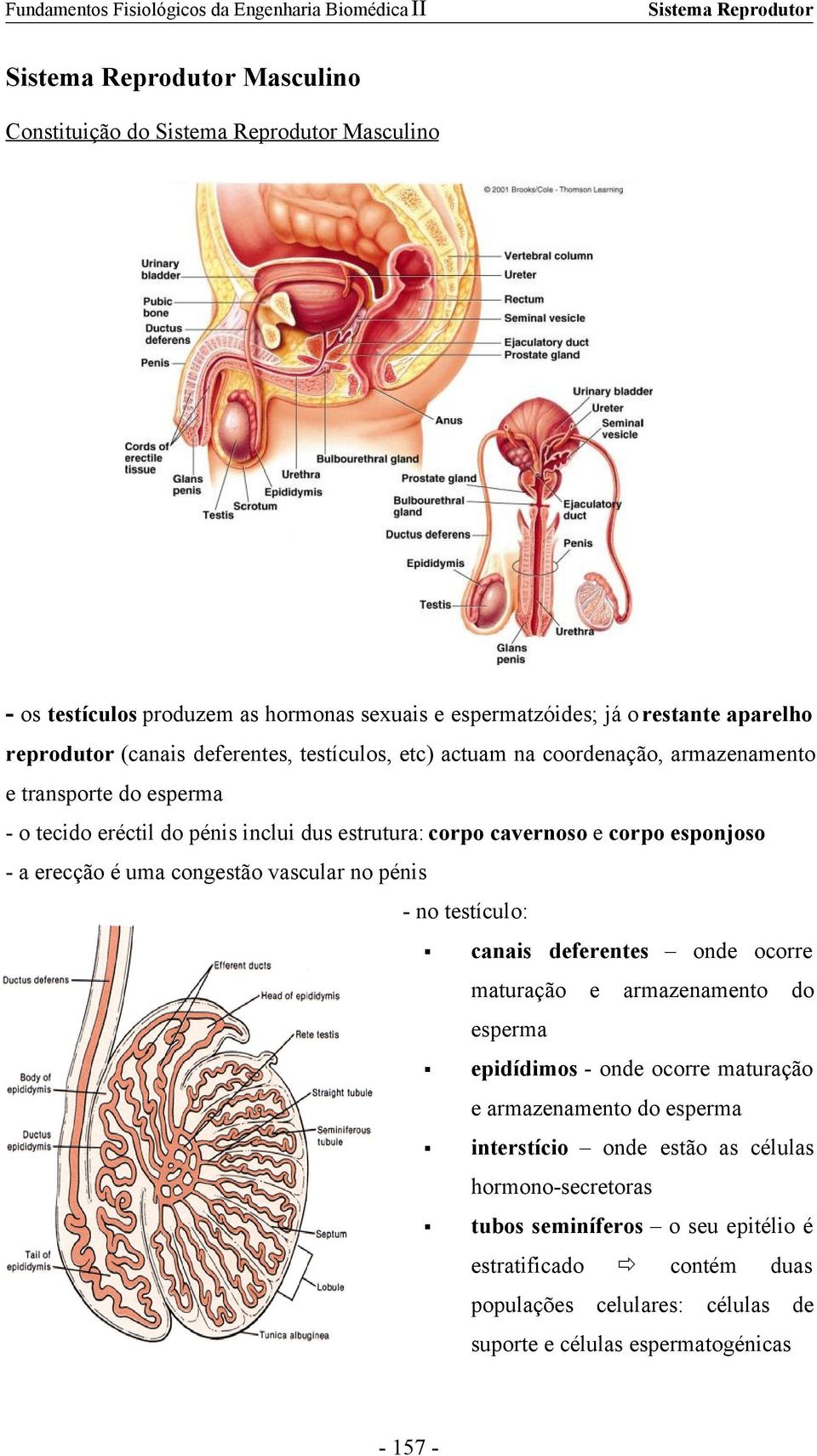 vascular no pénis - no testículo: canais deferentes onde ocorre maturação e armazenamento do esperma epidídimos - onde ocorre maturação e armazenamento do esperma