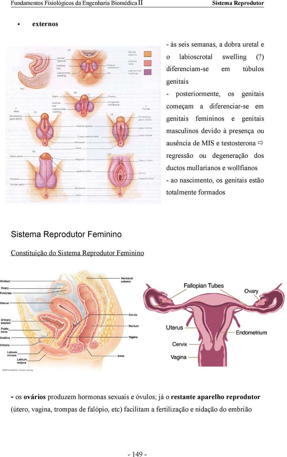 ausência de MIS e testosterona regressão ou degeneração dos ductos mullarianos e wollfianos - ao nascimento, os genitais estão totalmente formados