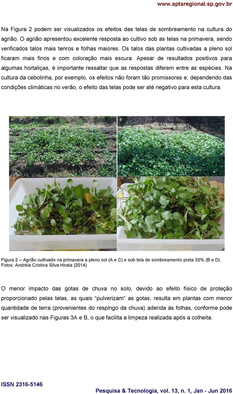 Os talos das plantas cultivadas a pleno sol ficaram mais finos e com coloração mais escura.