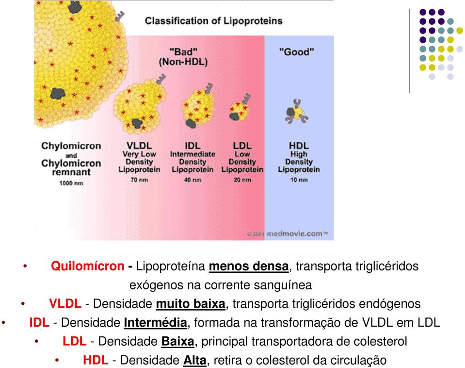 Densidade Intermédia, formada na transformação de VLDL em LDL LDL - Densidade Baixa,