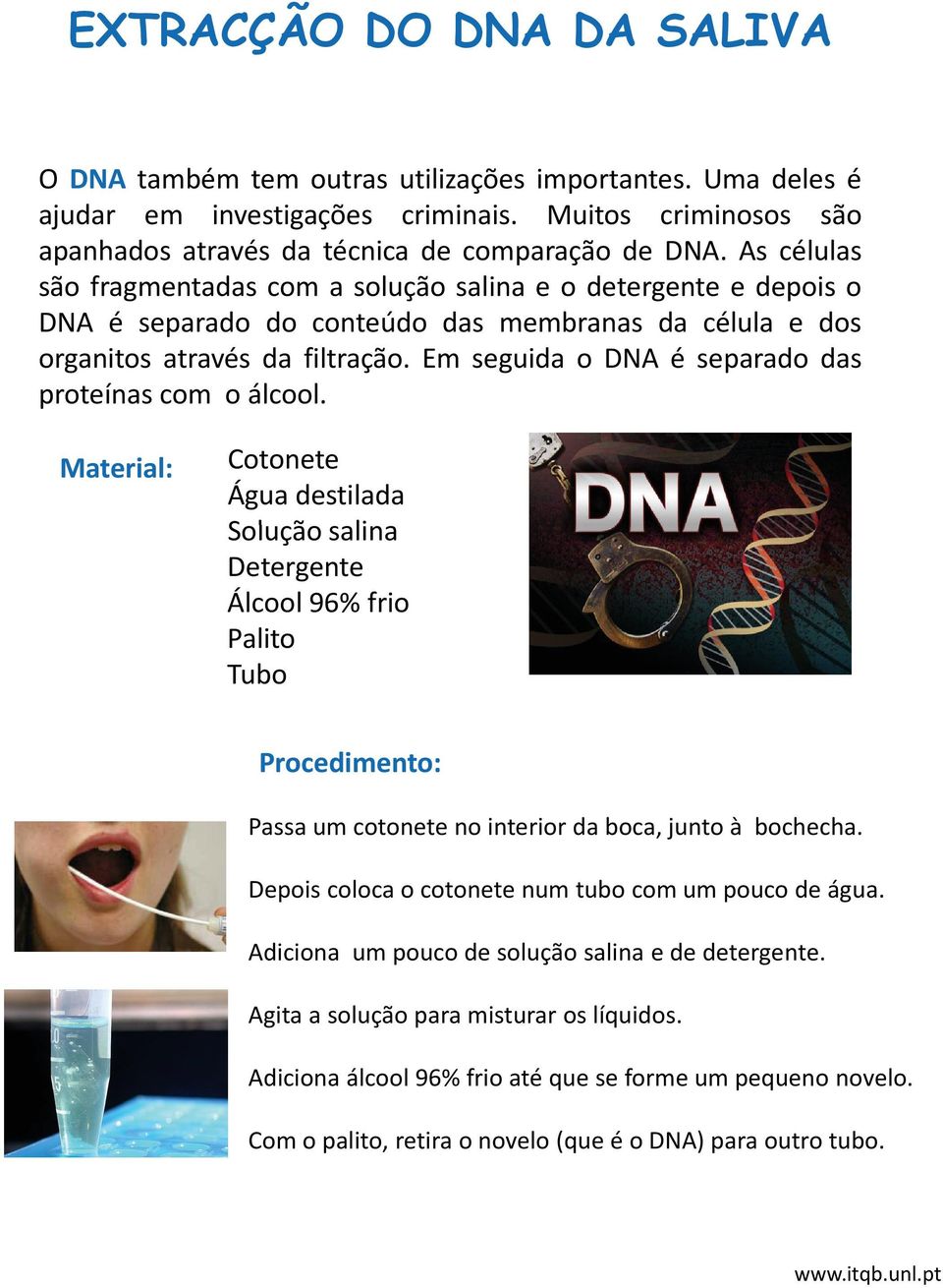 Em seguida o DNA é separado das proteínas com o álcool. Cotonete Água destilada Solução salina Detergente Álcool 96% frio Palito Tubo Passa um cotonete no interior da boca, junto à bochecha.