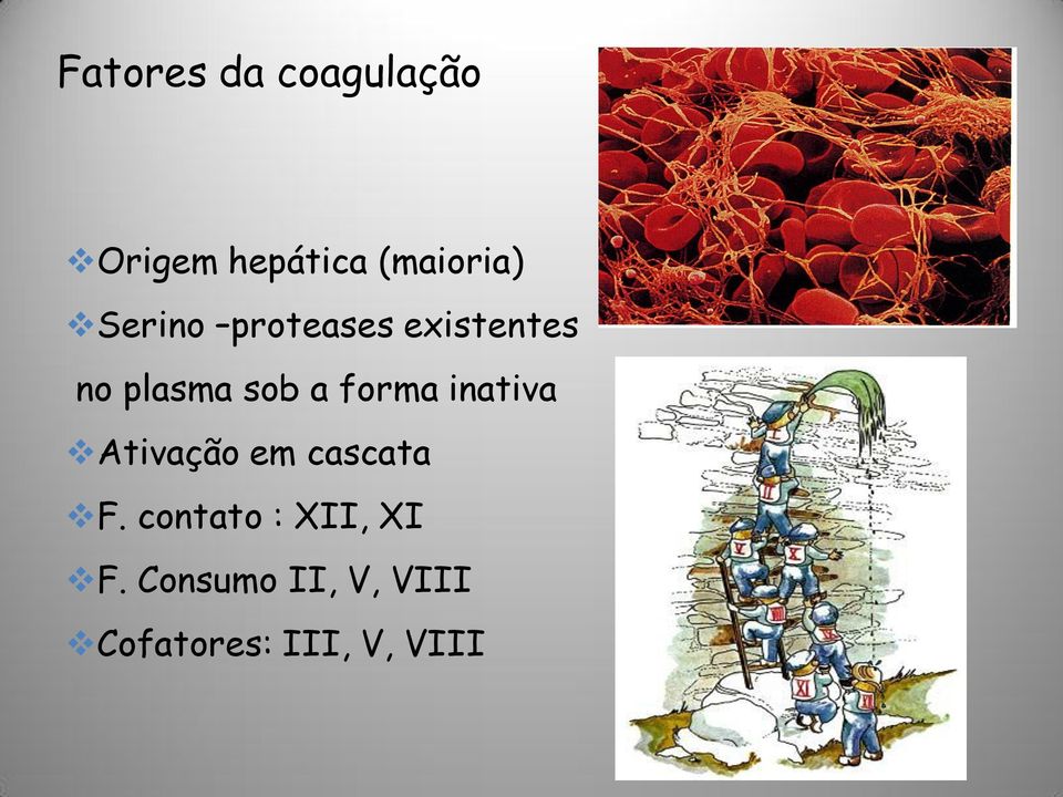 forma inativa Ativação em cascata F.