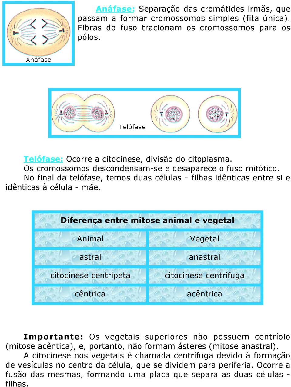 No final da telófase, temos duas células - filhas idênticas entre si e idênticas à célula - mãe.