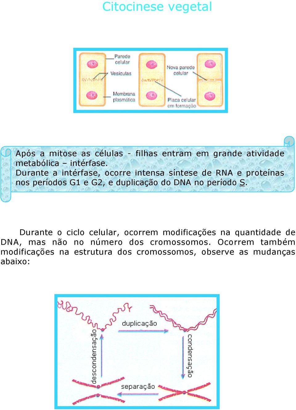 DNA no período S.