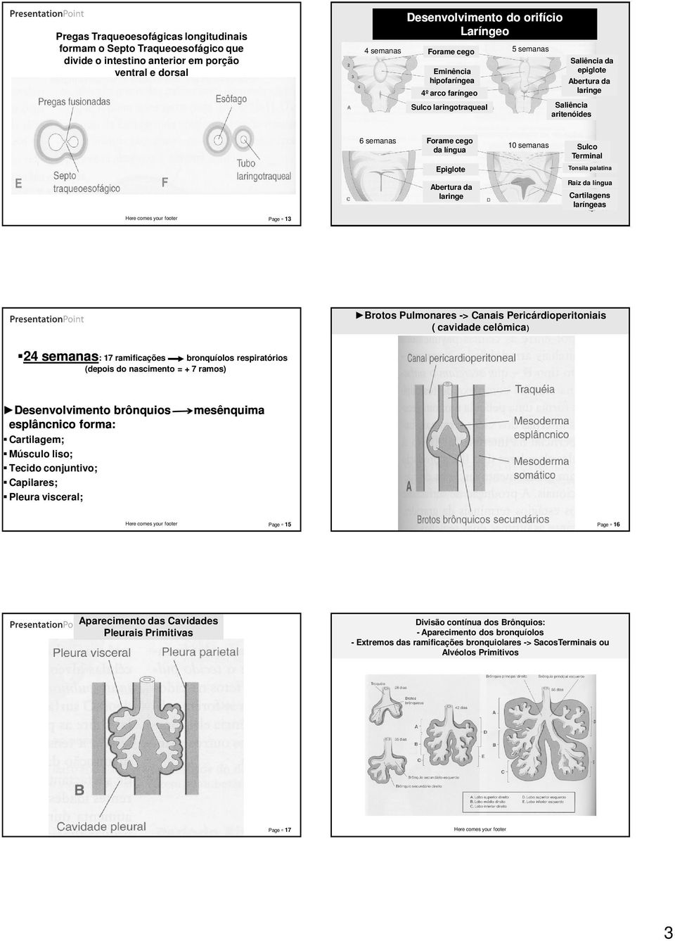 Tonsila palatina Abertura da laringe Raiz da língua Cartilagens laríngeas Page 14 Page 13 Brotos Pulmonares -> Canais Pericárdioperitoniais ( cavidade celômica) 24 semanas: 17 ramificações