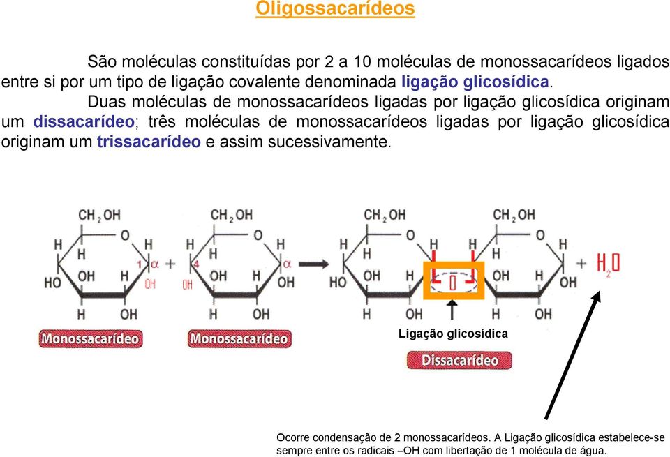 Duas moléculas de monossacarídeos ligadas por ligação glicosídica originam um dissacarídeo; três moléculas de monossacarídeos ligadas