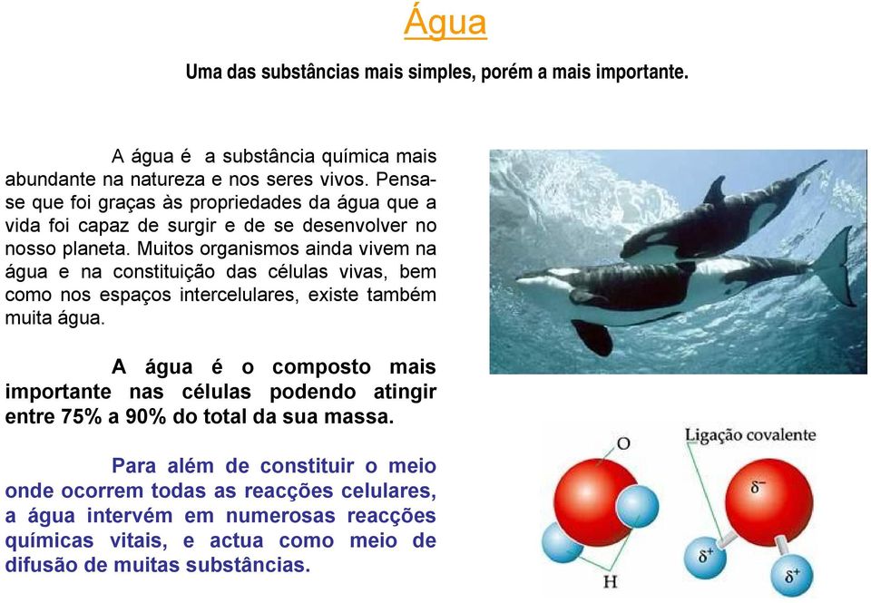 Muitos organismos ainda vivem na água e na constituição das células vivas, bem como nos espaços intercelulares, existe também muita água.