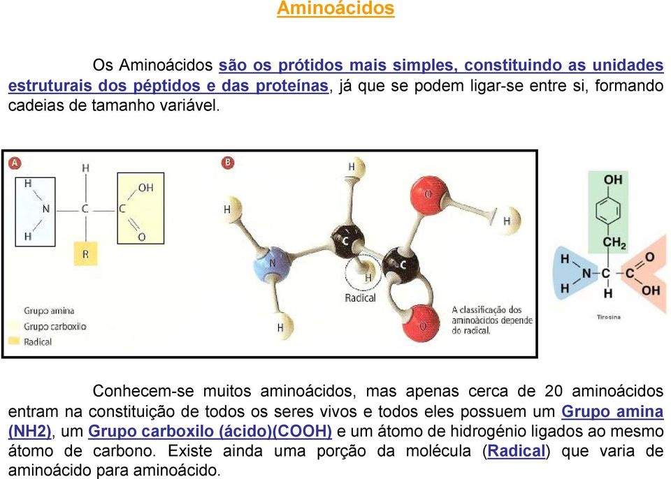 Conhecem-se muitos aminoácidos, mas apenas cerca de 20 aminoácidos entram na constituição de todos os seres vivos e todos eles