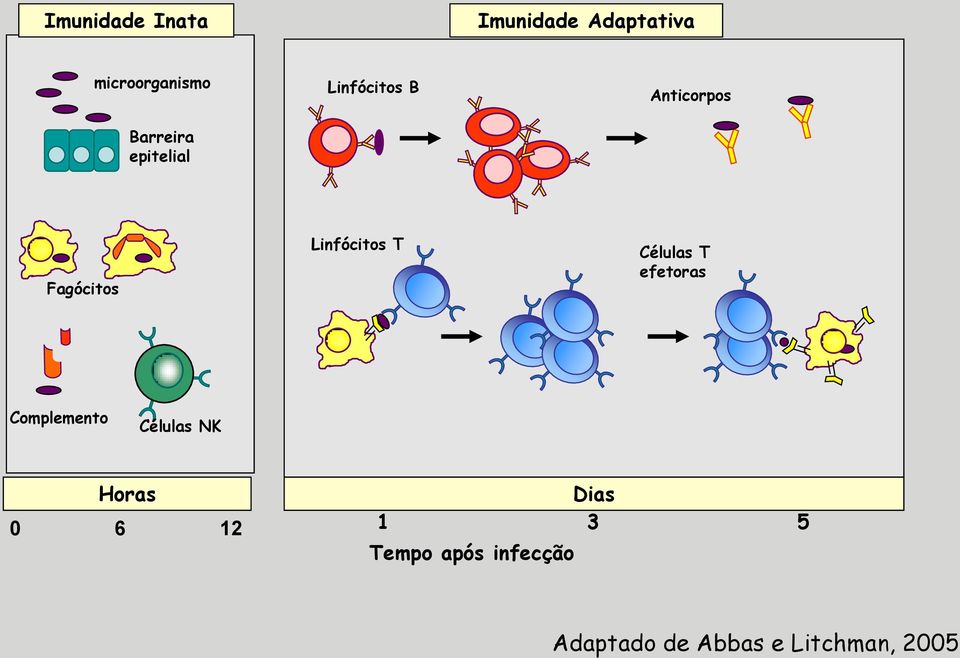 Linfócitos T Células T efetoras Complemento Células NK