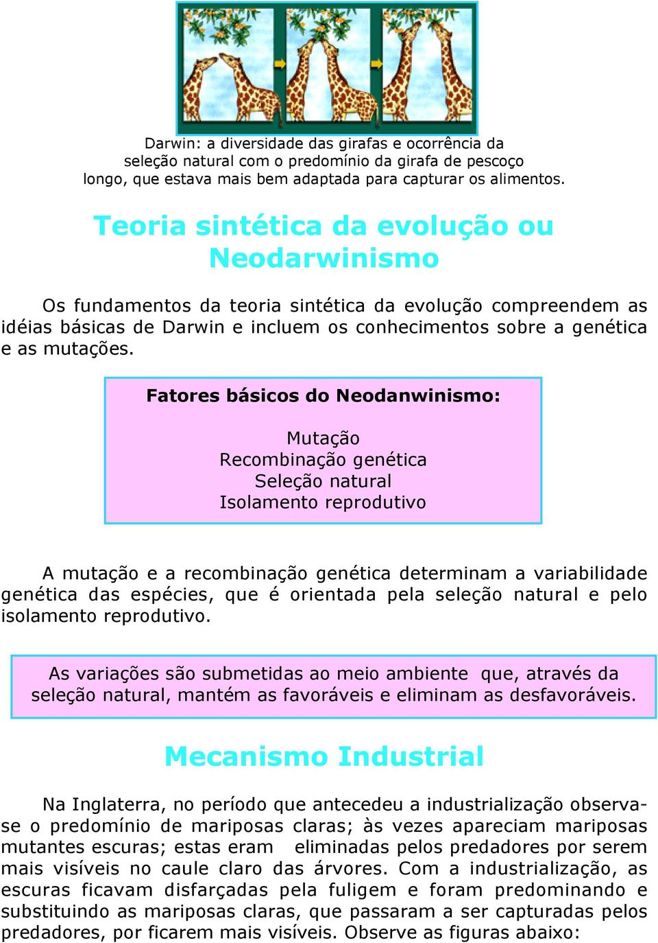 Fatores básicos do Neodanwinismo: Mutação Recombinação genética Seleção natural Isolamento reprodutivo A mutação e a recombinação genética determinam a variabilidade genética das espécies, que é