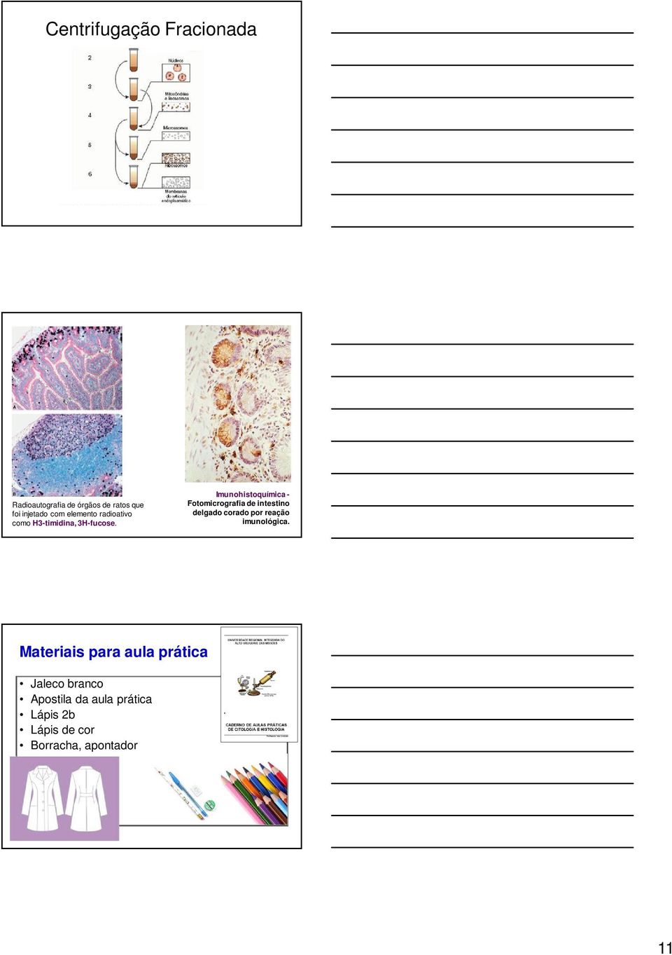 Imunohistoquímica - Fotomicrografia de intestino delgado corado por reação