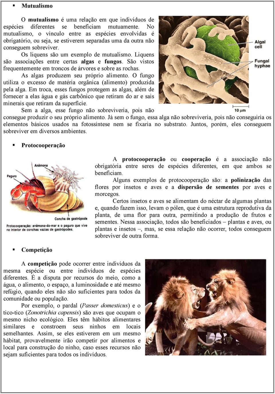 Liquens são associações entre certas algas e fungos. São vistos frequentemente em troncos de árvores e sobre as rochas. As algas produzem seu próprio alimento.